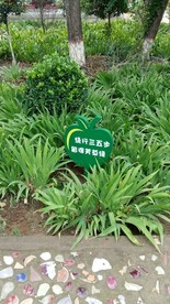 公园花草牌