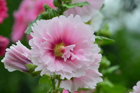 蜀葵