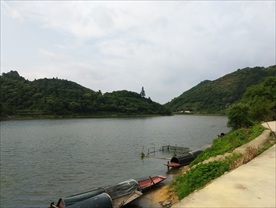 河 溪 柳树 乡间小路