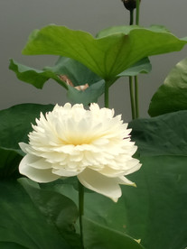白色荷花摄影