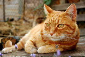 猫