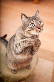 猫