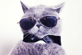 猫