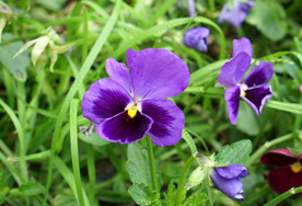 紫色蝴蝶花