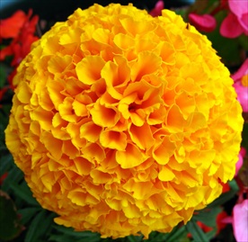 万寿菊 菊花