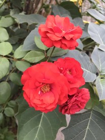 红色月季