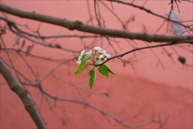 柿子花