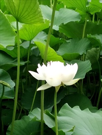 白色荷花摄影