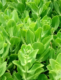 绿色植物摄影