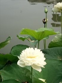 白色荷花摄影