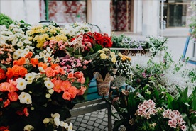 群芳