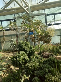 中山植物园