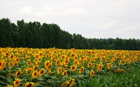 葵花宝典