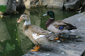 野鸭