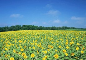 绿色风景图片 自然风光图片