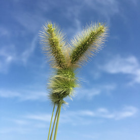 狗尾巴草