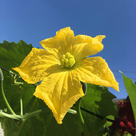丝瓜的小黄花