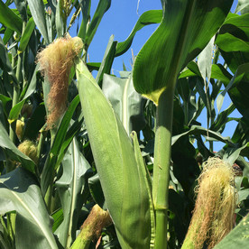 玉米树果实