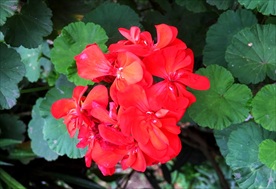 石蜡红