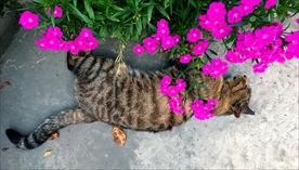 猫的花下小憩