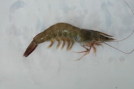 海鲜 虾 生虾 中国白对虾