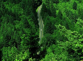 自然风光图片    高山森林