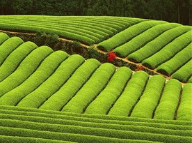 自然风光图片    高山森林