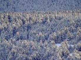 自然风光图片    高山森林