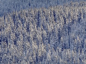 自然风光图片    高山森林