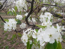 盛开的梨花
