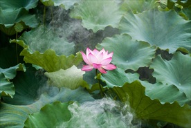 烟雾缥缈的荷花