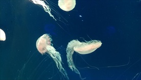 海洋生物水母