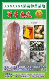 蜜本南瓜