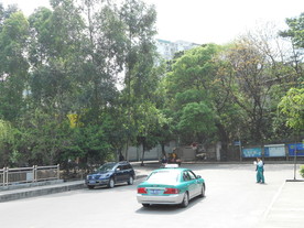 道路绿化
