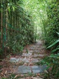 竹径竹静