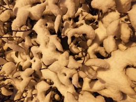 雪花