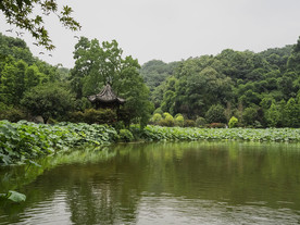 夏日荷塘