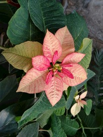 花叶