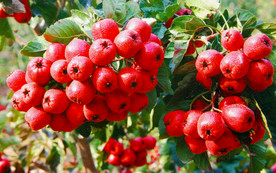 挂在枝头上的山楂图片