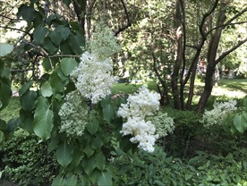 公园植物