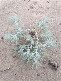 沙漠植物