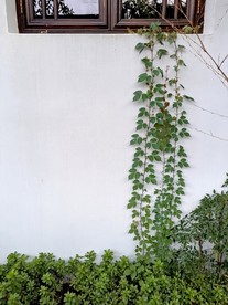 墙角爬山虎摄影图