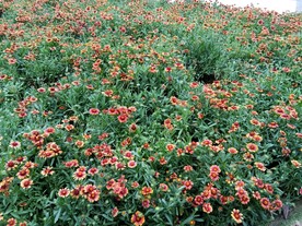 菊花花丛