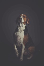 狗摄影图片 狗写真壁纸