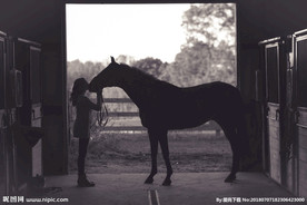 马摄影图片   马写真壁纸