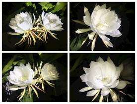 昙花