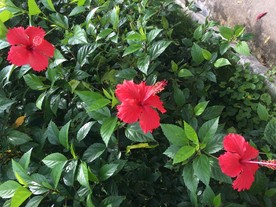 朱槿