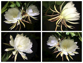 昙花
