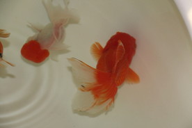文玩 金鱼 摄影 水草 生物