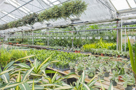 室内绿色花卉盆栽种植基地大棚